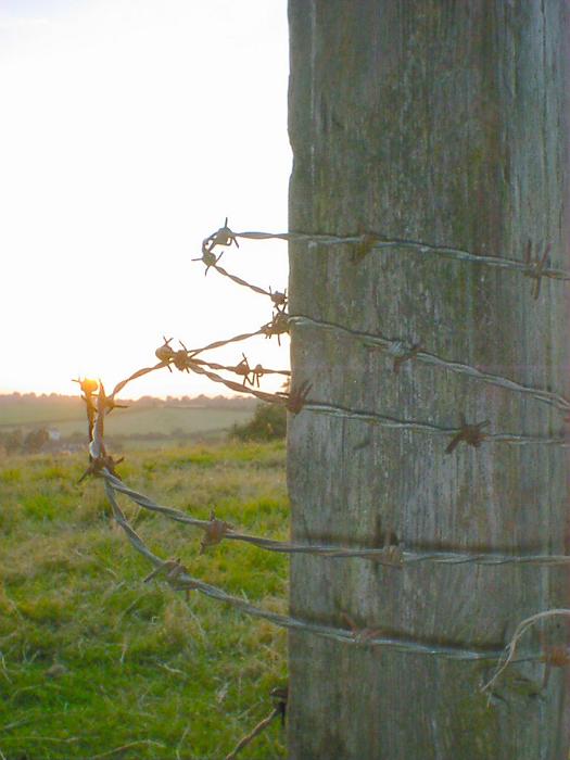 Free Stock Photo: Close Up of Barbed Wire Wrapped Around Pole in Green Rural Country Farm Field at Sunrise or Sunset