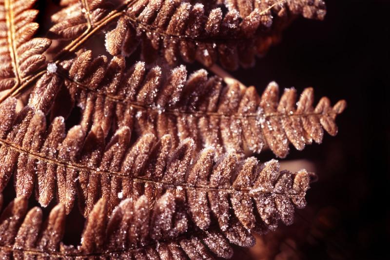 Free Stock Photo: Close up of the texture and pattern of old dry brown bracken leaves during late autumn and winter months