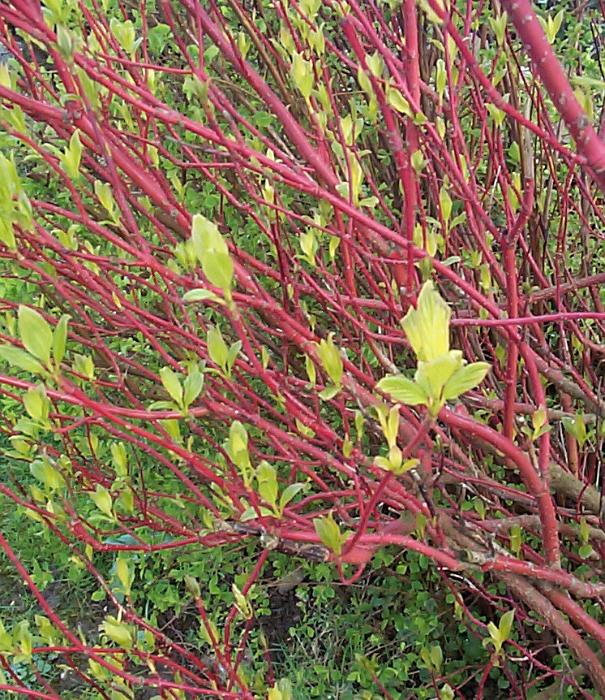 Free Stock Photo: Full frame close up of red branches with lush green leaves