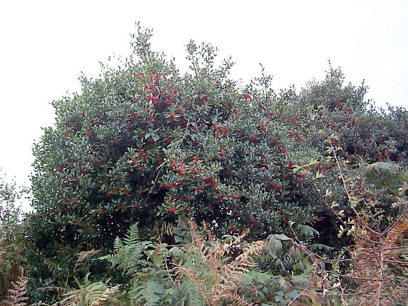 Free Stock Photo: Red berries on a holly bush growing outdoors in nature with ferns and bracken in the foreground against a grey sky