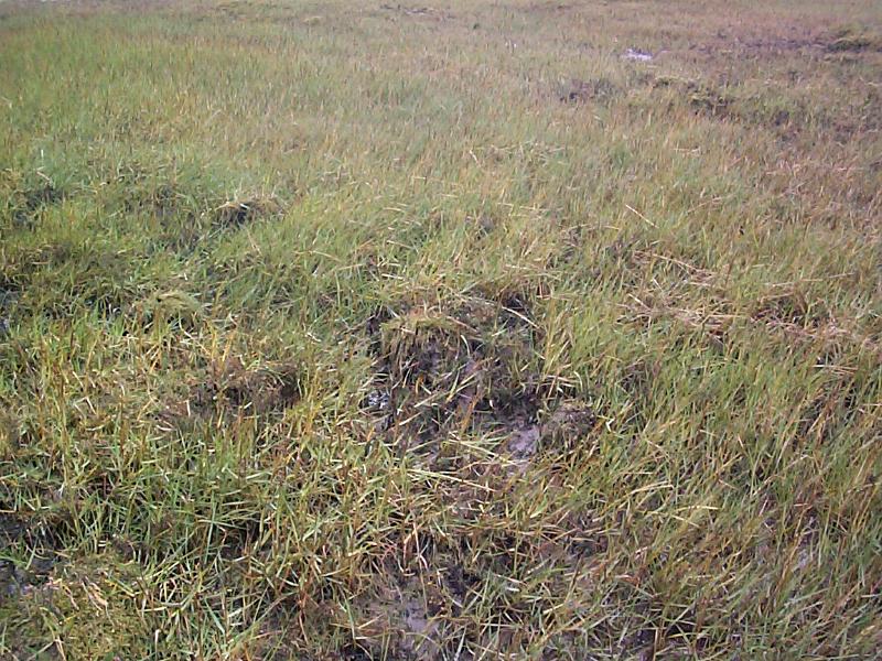 Free Stock Photo: a muddy section of marshland grass