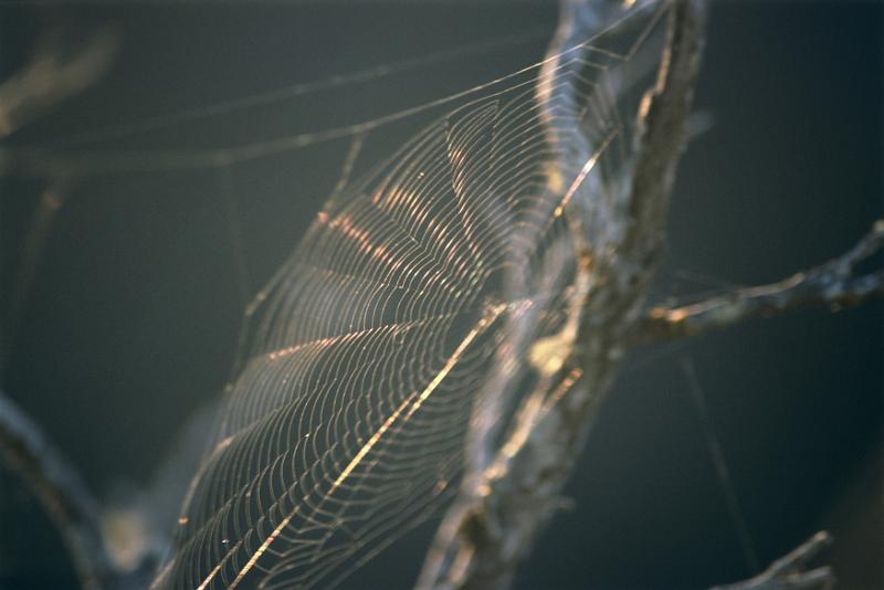 Free Stock Photo: Nature Detail of Intricate Spider Web Built Between Branches and Shining in Early Sunlight