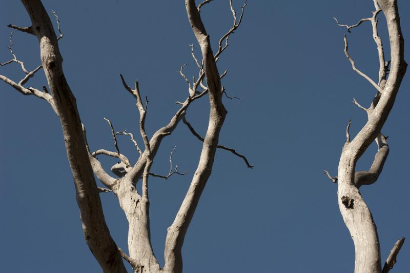 Free Stock Photo: Stark dry dead branches or boughs against a clear sunny blue sky conceptual of the life cycle of plants or a natural disaster
