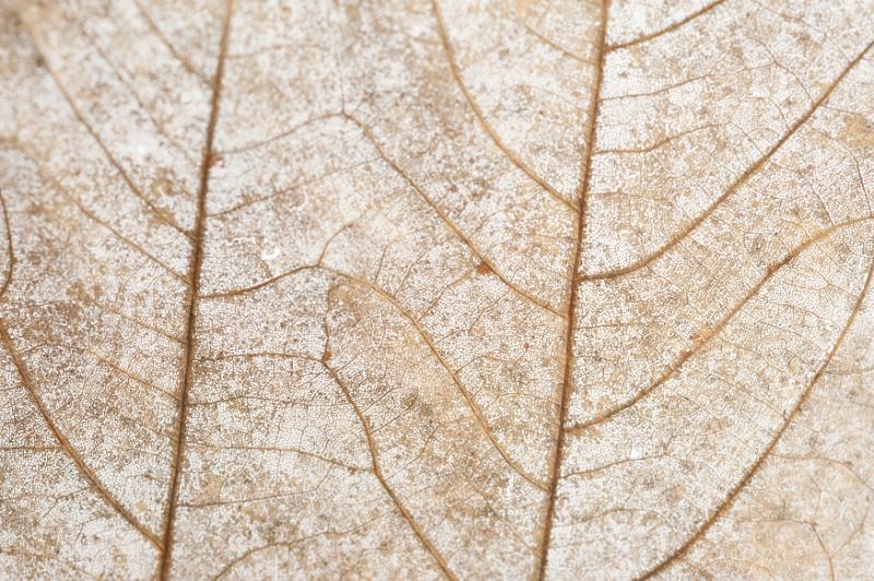 Free Stock Photo: Decaying leaf background texture with a macro view of the dry brown surface of the leaf and vein structure during fall or autumn
