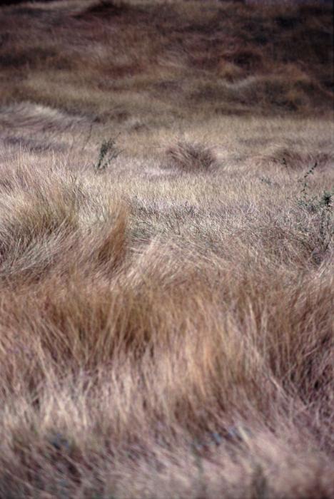 Free Stock Photo: Detail of Shimmering Brown Grass in Field, Drought Affected Field with Dried Grass Blowing in Wind