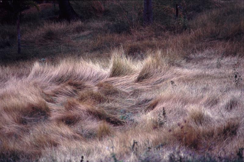 Free Stock Photo: High angle view of burnt wild grass wind swept at different angles