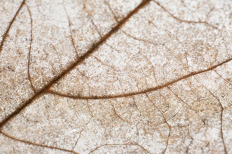 Free Stock Photo: Dead brown leaf texture showing the structure of the veins in a full frame background