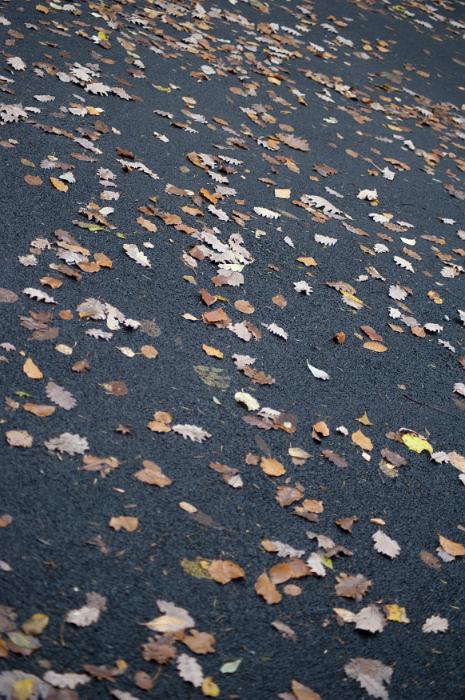 Free Stock Photo: High angle view of red, orange and brown autumn leaves scattered on a road