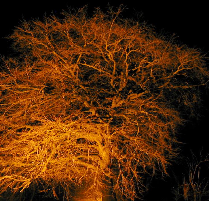 Free Stock Photo: Bare branches of tree bathed in orange light at night