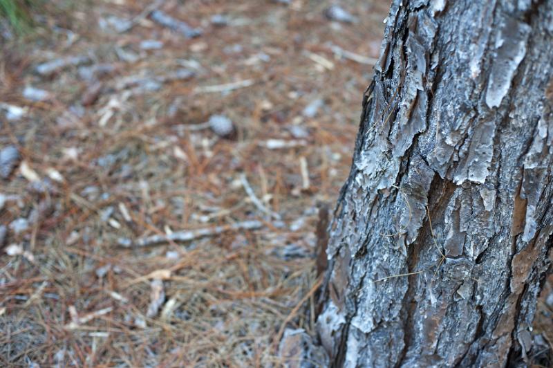 Free Stock Photo: Close up of peeling tree bark, forest floor covered with twigs in background, focus on foreground