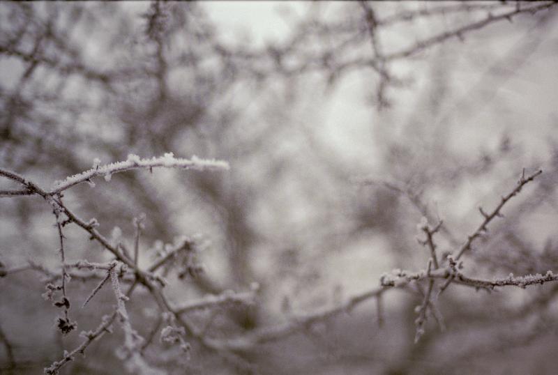 Free Stock Photo: Close up of ice crystals forming into a frost covering tiny delicate branches