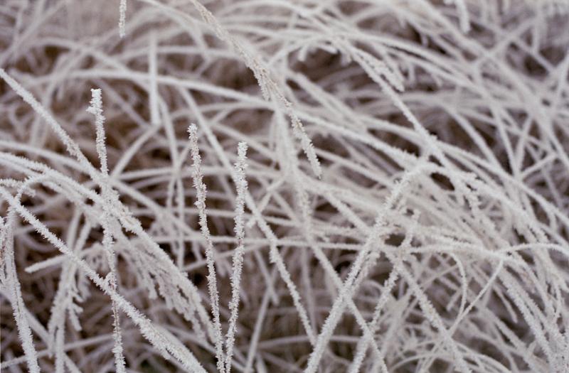 Free Stock Photo: Background texture and pattern of strands of dried brown frosted grass on a winter morning, full frame