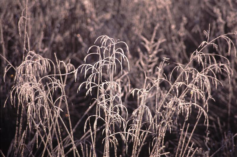 Free Stock Photo: a back lit picture of a winter meadow covered in frost