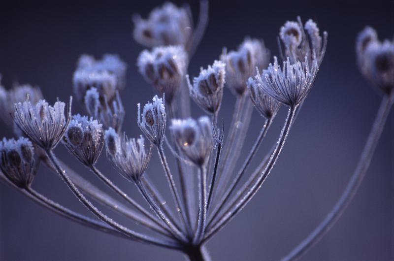 Free Stock Photo: Nature Detail of Frozen Plant Seed Head Covered in Icy Frost, Shot in Cool Blue Lighting at Change of Season in Autumn or Winter