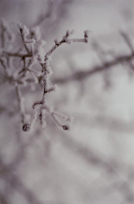 Free Stock Photo: Extreme close up of delicate branch covered in white frost, other branches visible in background, focus on foreground