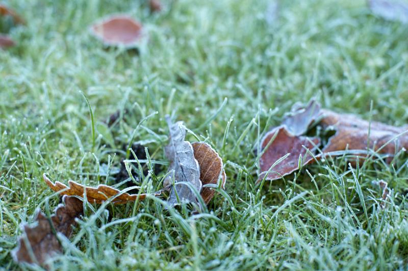 Free Stock Photo: macro image close up on autumn leaves and frosty green grass