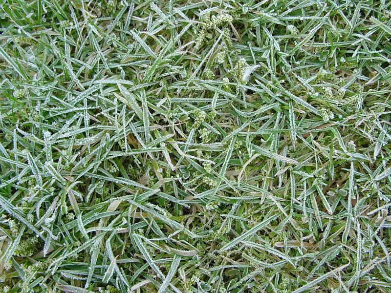 Free Stock Photo: Directly overhead full frame view of frozen frosty green grass
