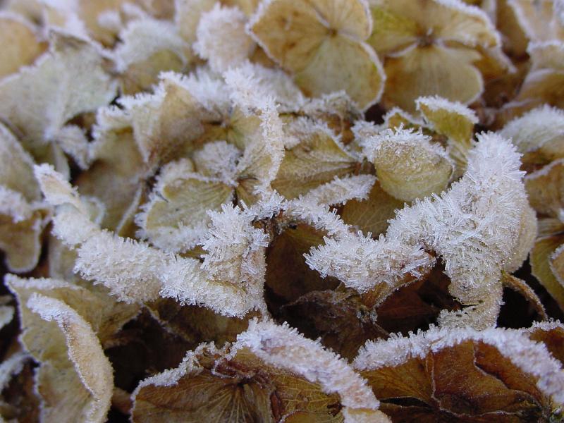 Free Stock Photo: Ice crystals on frosty dried brown winter leaves lying on the ground, low angle close up view in a full frame background