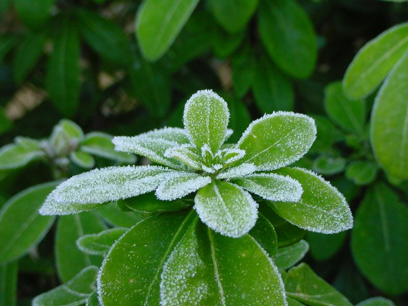 Free Stock Photo: a winter background of green frost covered leaves