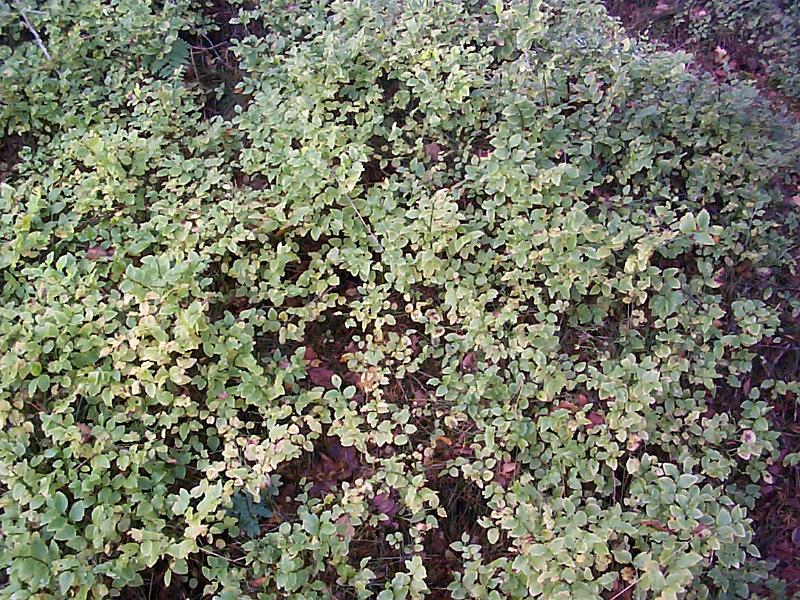Free Stock Photo: High angle view of green plant growth covering the forest floor in daylight