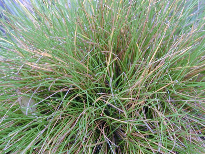 Free Stock Photo: texture background with blades of grass bursting out from a central point