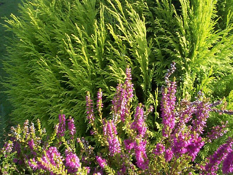 Free Stock Photo: Pretty purple heather growing at the foot of an evergreen cyprus or fir tree in a nature background image