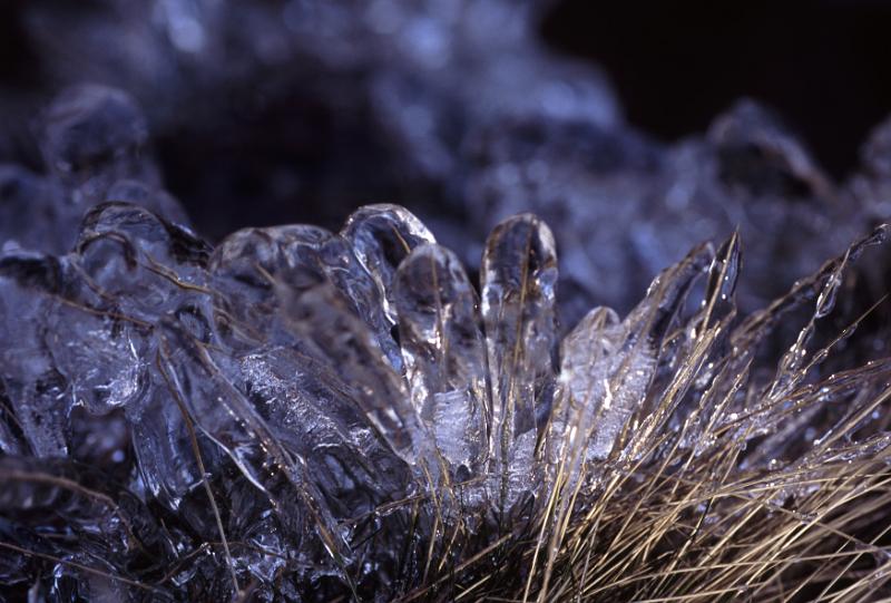 Free Stock Photo: Nature Detail of Dried Brown Blades of Grass Covered in Heavy Blue Rime Ice in Late Autumn or Winter