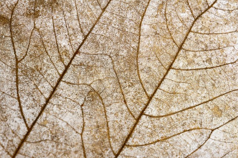 Free Stock Photo: Extreme close up full frame of brown leaf veins on dried leaf