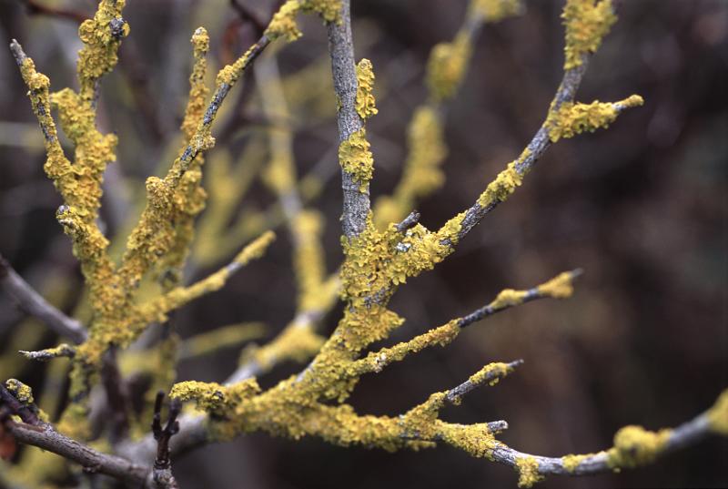 Free Stock Photo: Close up detail of colorful yellow lichen growing on a dead branch of a tree or shrub over a dark background