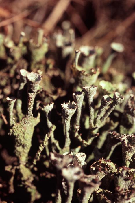 Free Stock Photo: macro image of surreal bizzare shaped lichens