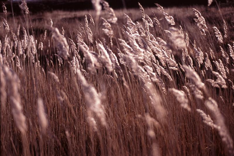Free Stock Photo: Tranquil Scenic Nature Detail of Long Brown Grass Blowing in Windy Field Using Selective Focus