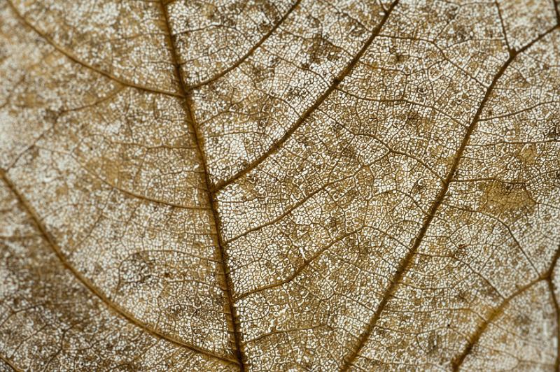 Free Stock Photo: Extreme close up full frame of the delicate veins of a dried brown leaf