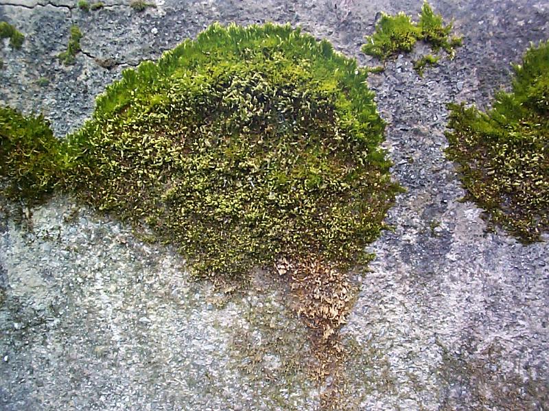 Free Stock Photo: moss growing on a rendered wall