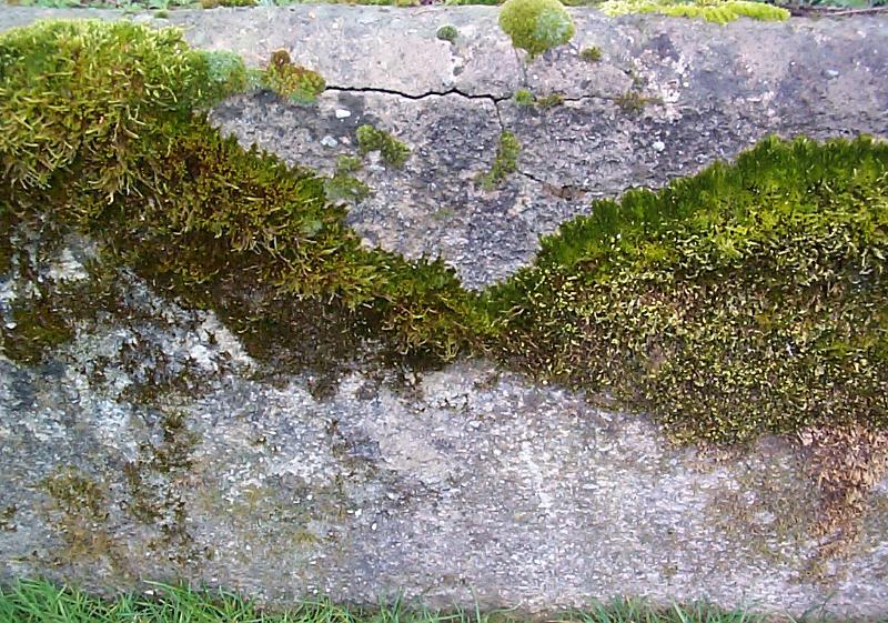 Free Stock Photo: Nature Detail of Green Lichen Moss Growing on Side of Large Gray Boulder