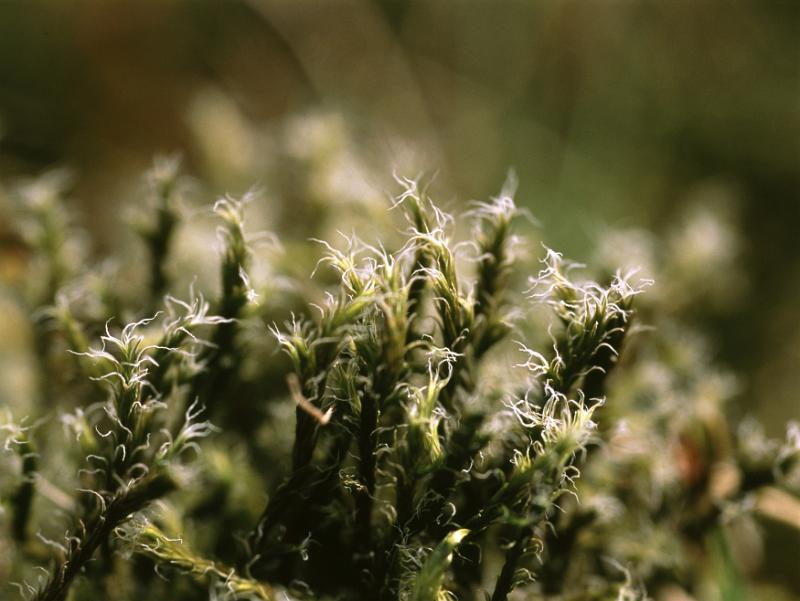 Free Stock Photo: close up image of the surreal world of macro nature photography