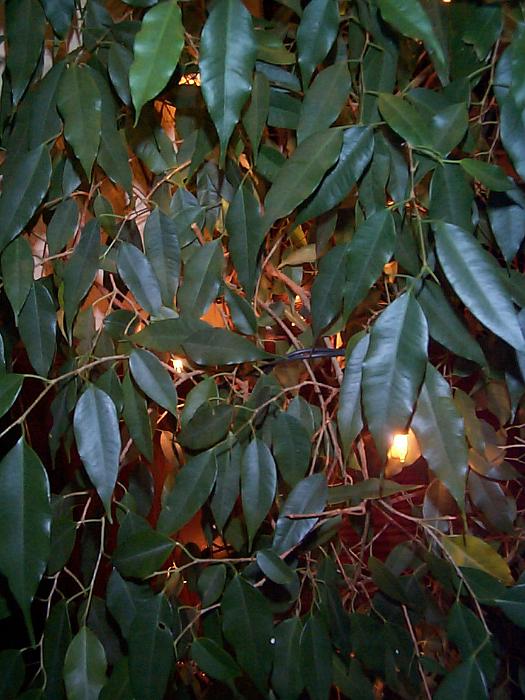 Free Stock Photo: Full frame close up of lush shiny green leaves at night