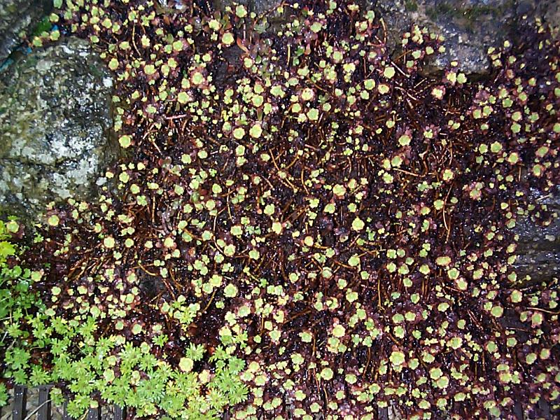 Free Stock Photo: small alpine plants growing on a stone wall