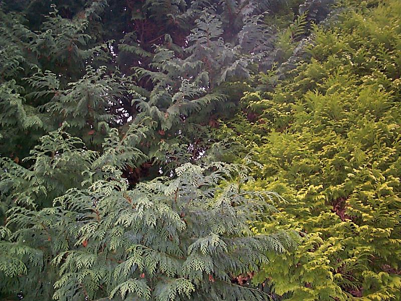 Free Stock Photo: Nature Detail of Full Coniferous Trees of Varying Shades of Green in Lush Forest, Full Frame Nature Detail Ideal for Backgrounds