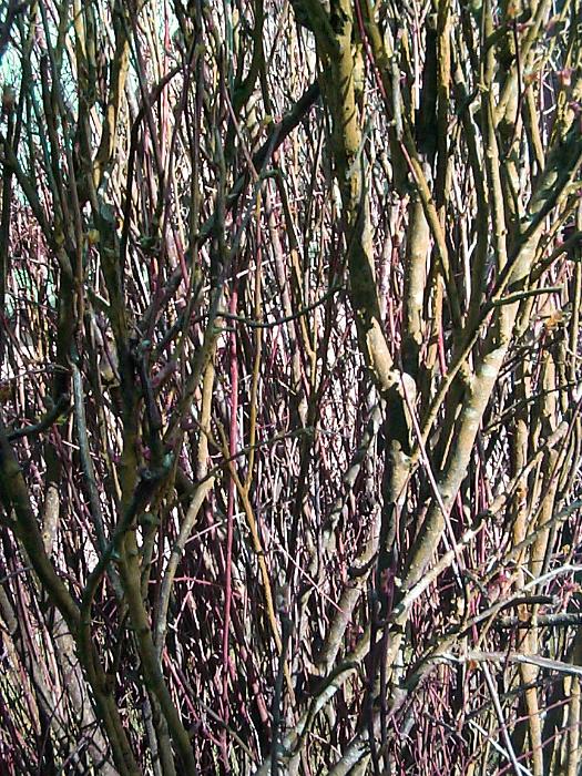 Free Stock Photo: a dense background of twigs and branches