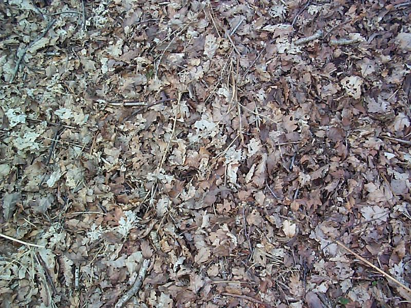 Free Stock Photo: Close up view of brown and green dead dried fallen leaves and twigs