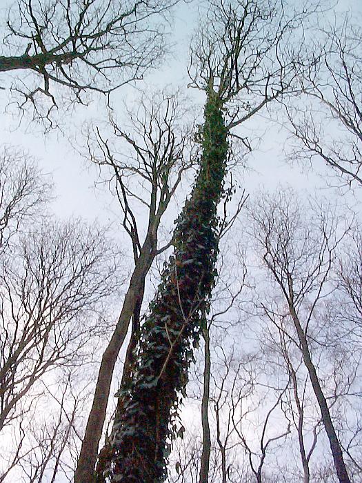 Free Stock Photo: Low angle view of bare trees and branches against an overcast sky