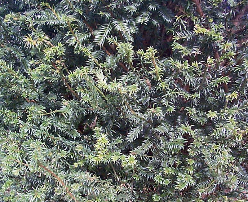 Free Stock Photo: background picture of green yew tree foliage