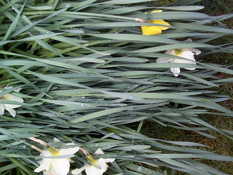 Free image of daffodil leaves