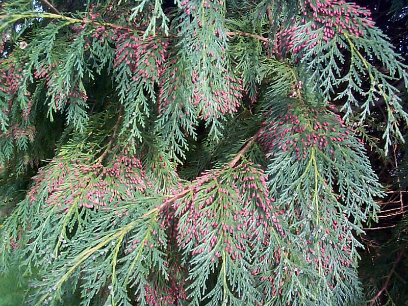 Free Stock Photo: Close up of the branches and brown berries of an evergreen tree