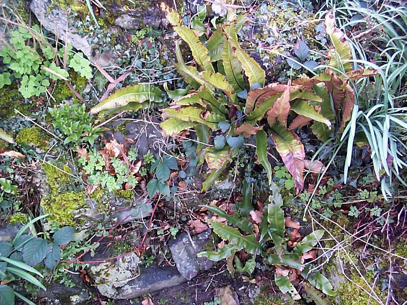 Free Stock Photo: a random background of general rock plant foliage and moss