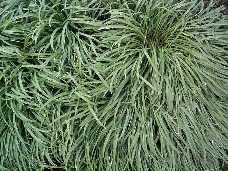 Free Stock Photo: curving patterns in green grass