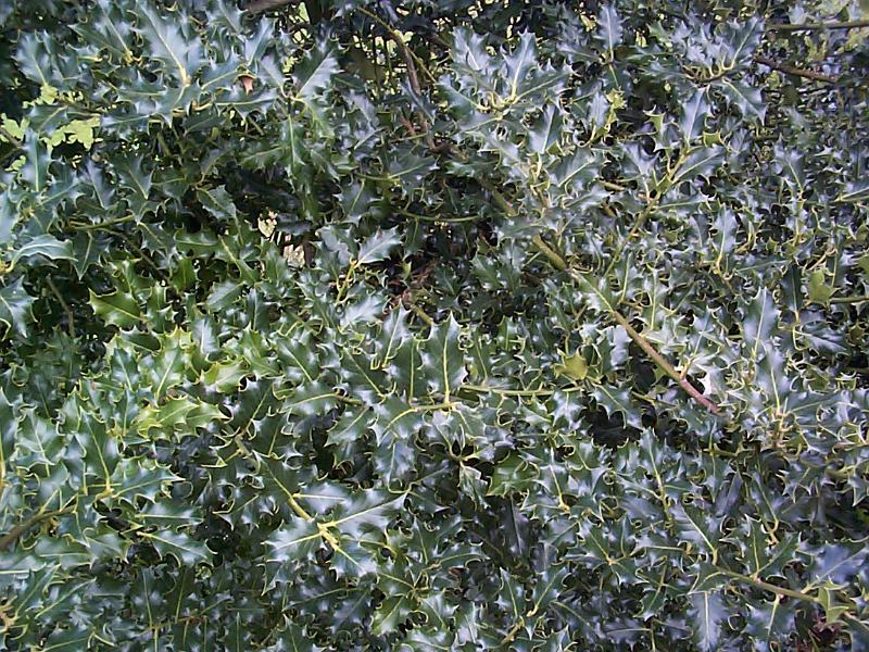 Free Stock Photo: Close up full frame view of shiny green holly leaves