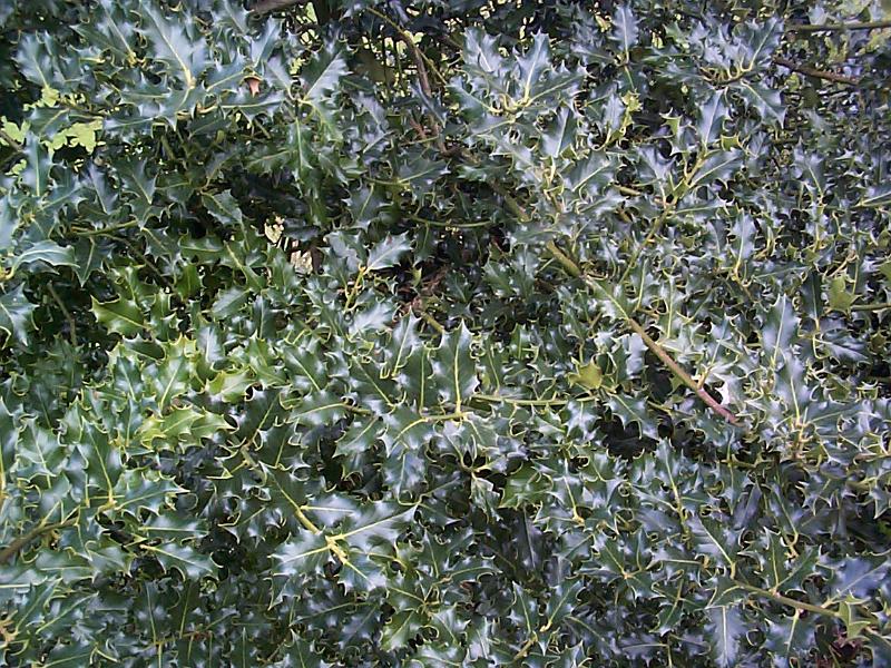 Free Stock Photo: Close up full frame view of shiny green holly leaves