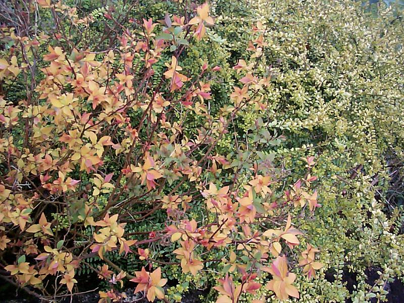 Free Stock Photo: Full frame close up of red and orange flowers on green bush in daylight