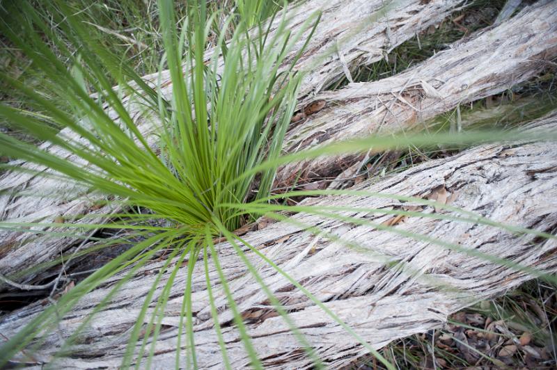 Free Stock Photo: blades on frass growing out of a dead log